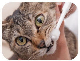 MIND UP 360 Degree Toothbrush for Cats & Small Dogs - Image 3