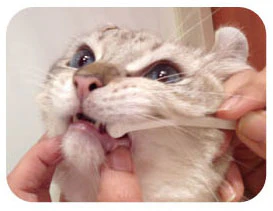 MIND UP Toothbrush Micro Head for Cats - Image 3