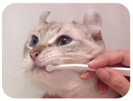 MIND UP Toothbrush Micro Head for Cats - Image 4
