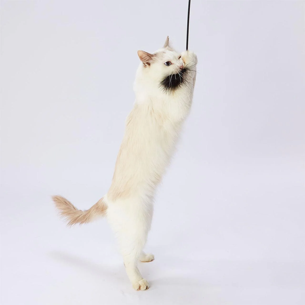 Petio Black Feather Cat Teaser Toy - Image 3