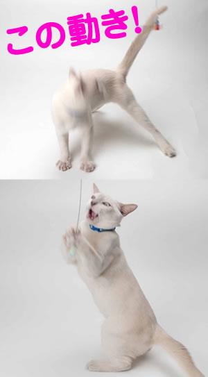 Petz Route Dancing Dragonflies Cat Teaser - Image 5